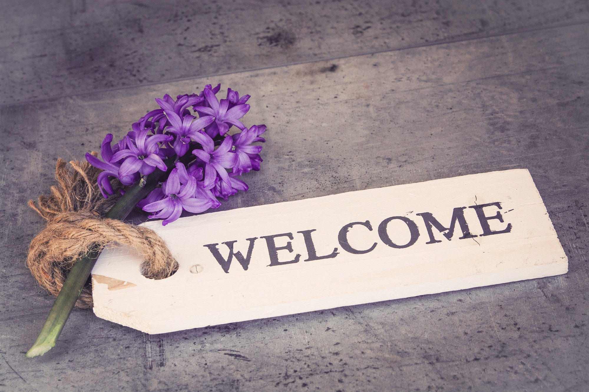 purple hyacinth next to a sign reading "welcome"