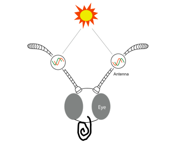 antenna2proboscis.png