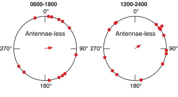 antennaless.jpg