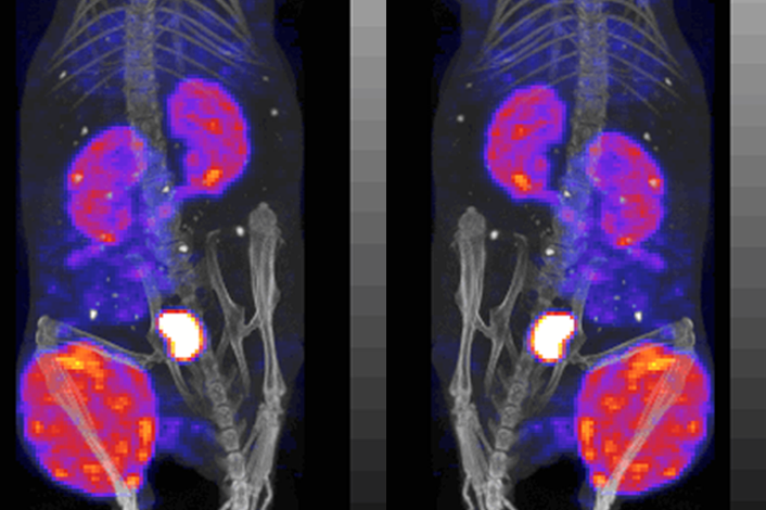 Examples of Imaging/Tomography - Small Animal Imaging Facility Core Facility - University of Massachusetts