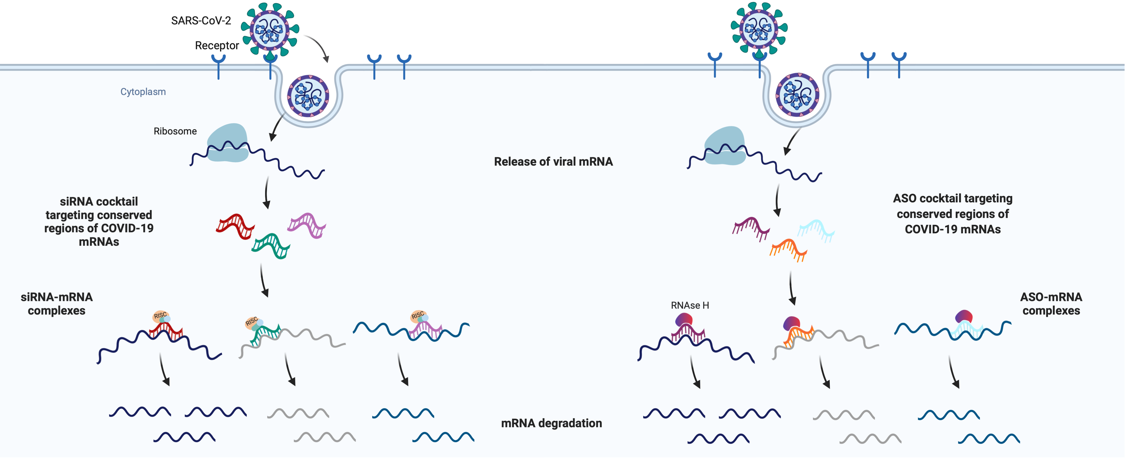  siRNA against COVID-4.png