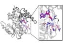 Structure and dimer formation of RlmH.