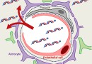 transvascular delivery of siRNA