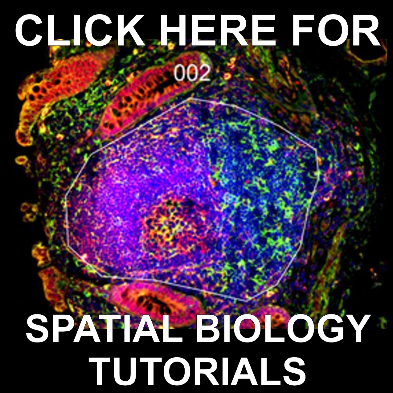 Spatial Biology Tutorials