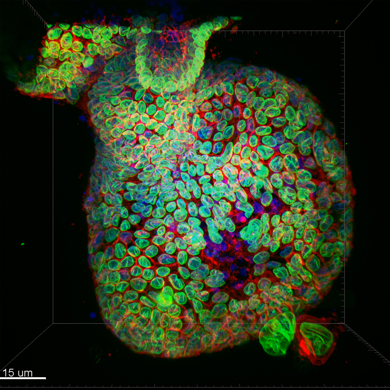 Mouse Colonic Epithelial Organoid