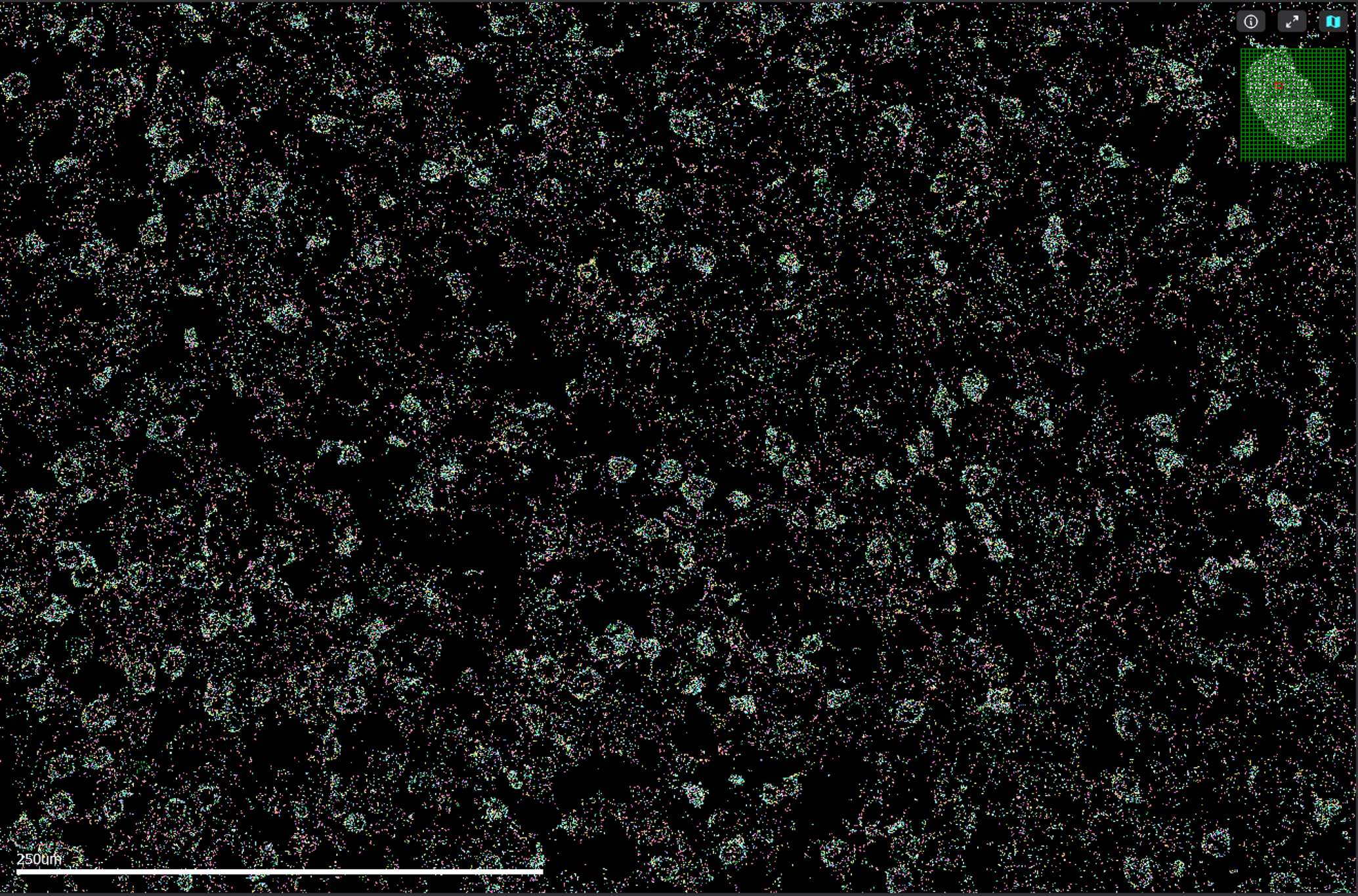 Cells showing spatial transcriptomics patterns