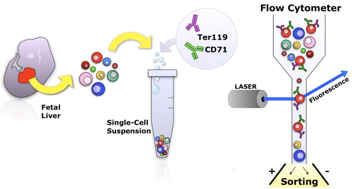 Flow Cytometry