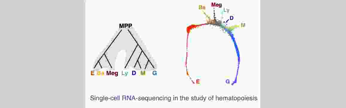 scRNAseq.jpg