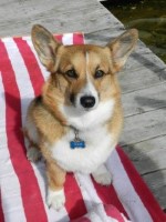 Yoda, an emotional support dog, sitting on a red and white striped beach towel.