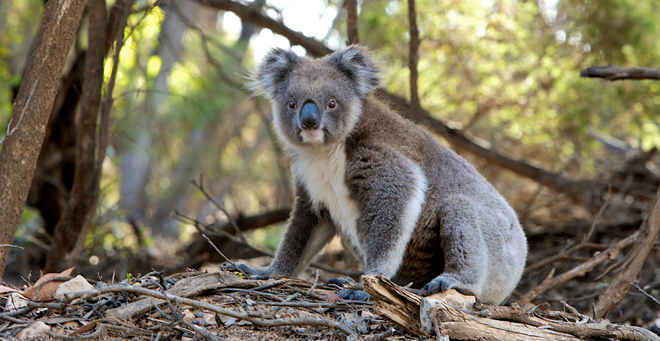 New study reveals an innate genome immune response to retroviruses in koalas