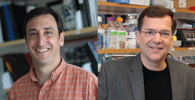 Sassetti, Sontheimer elected fellows of the American Academy of Microbiology