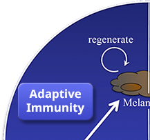 Adaptive Immunity