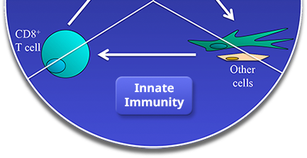 Innate Immunity