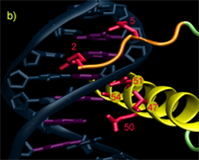 Homeodomain