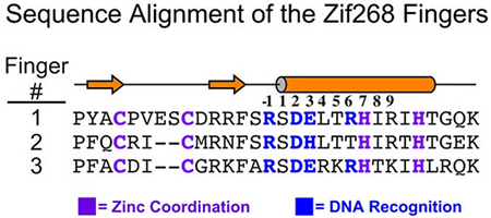 zif268 aa seq