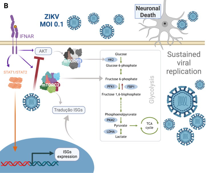 image reflecting lab research conducted by Lilian Gomes de Oliveira regarding Zika Virus ZIKV